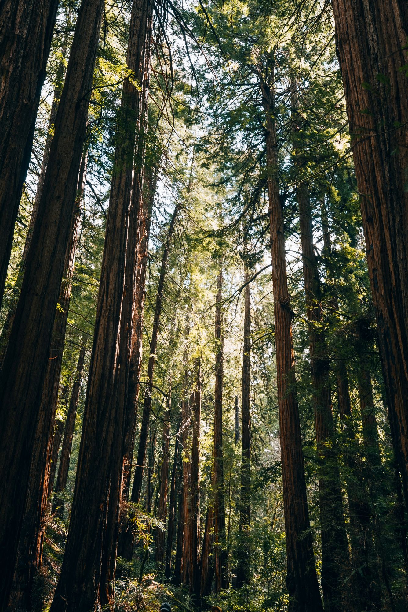 forest tree line
