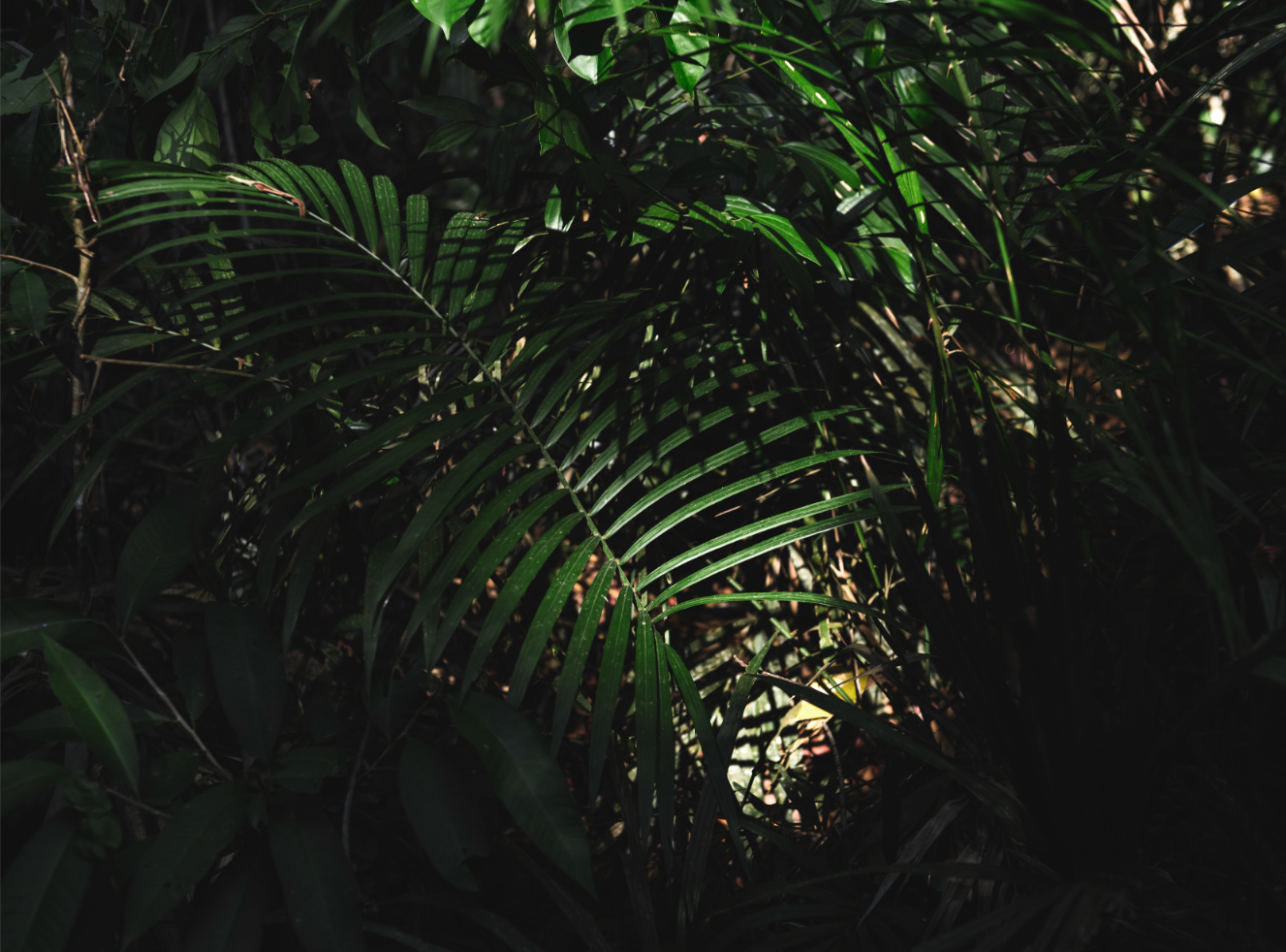 Green forest leaves