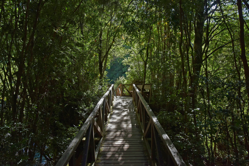 rainforest path