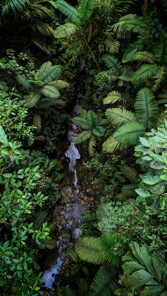 rainforest stream