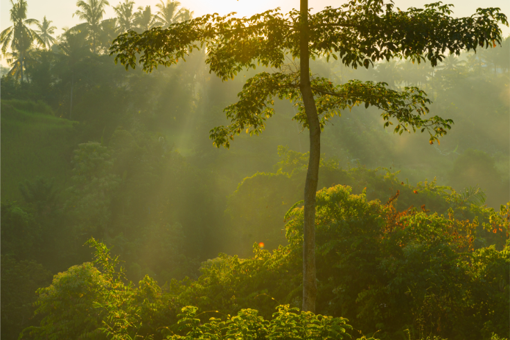 sunny rainforest