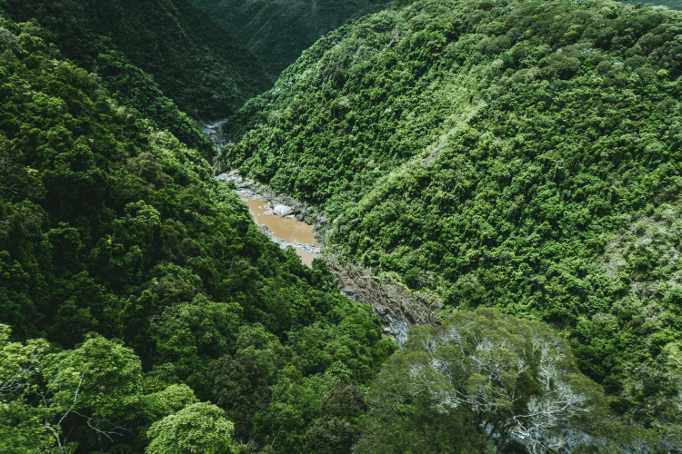Rainforest terrain