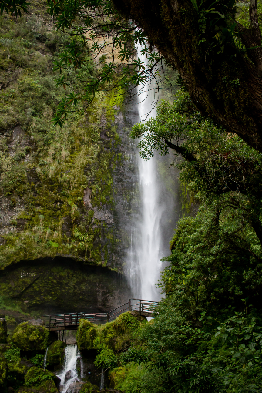 rainforest waterfall