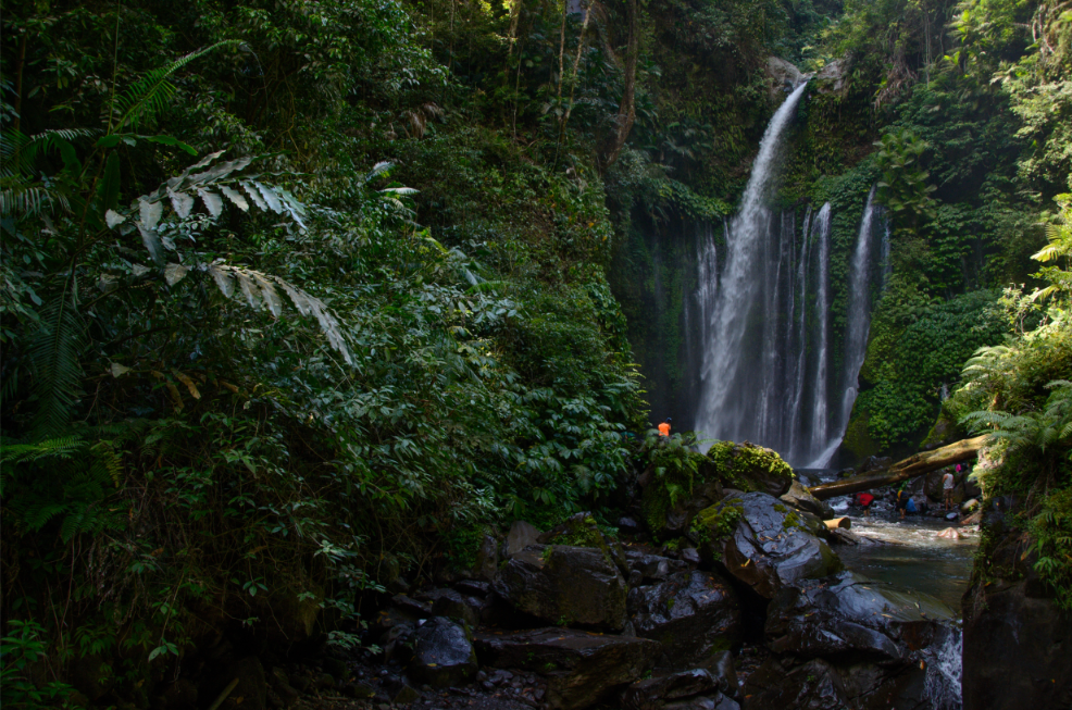 waterfall in a rainforest