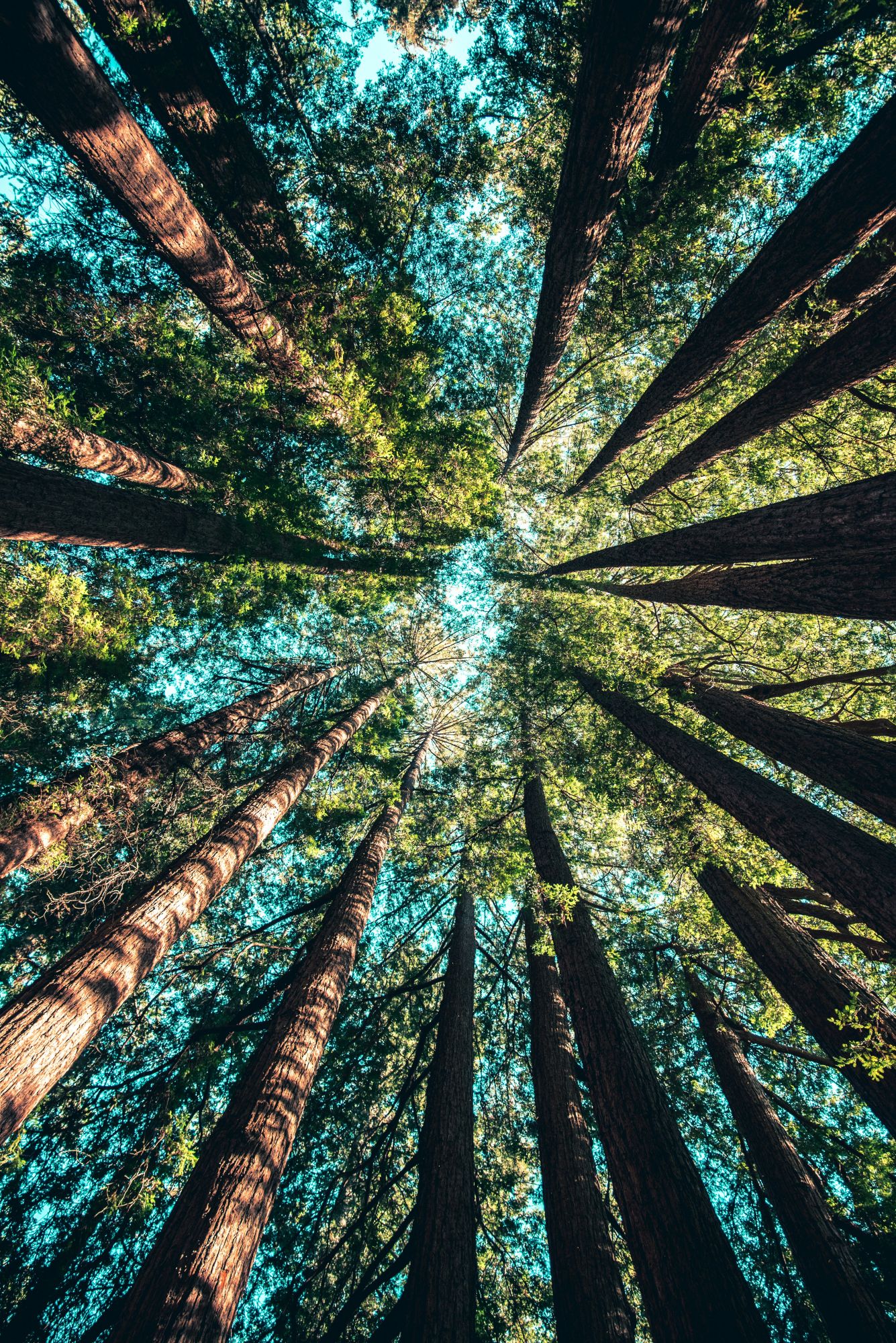 tree canopy